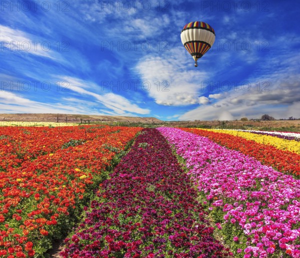 Spring windy day. Huge balloon flies over a field. Flowers planted with broad bands of bright colors - red, claret and pink. Field of blooming buttercups- ranunculus