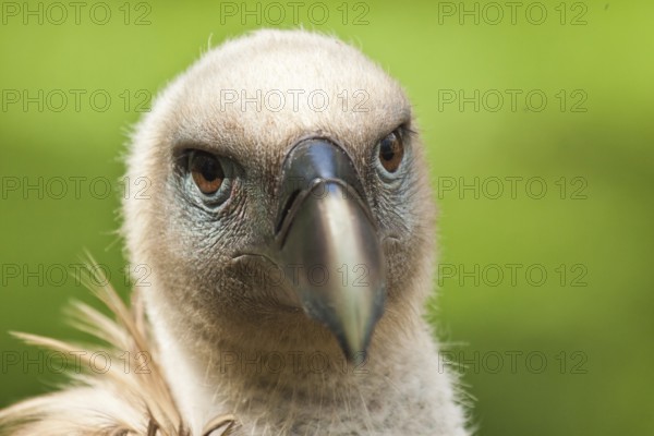 Griffon vulture (Gyps fulvus)