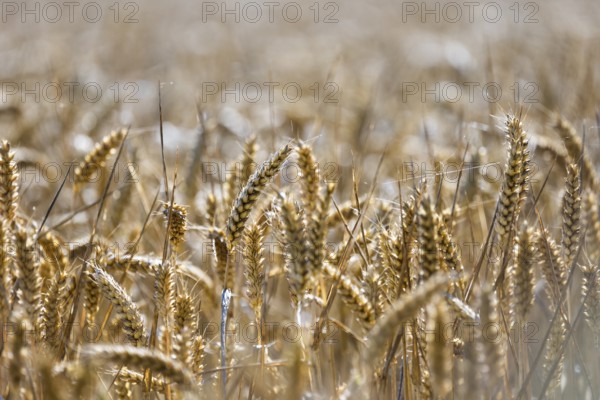 Close-up of a wheat field in the sunlight, golden ears of wheat dominate the scene, Coxhill, Shepherdswell, Dover, Kent, Great Britain
