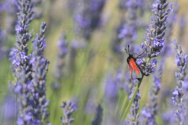 Red butterfly on blooming Lavender flowers