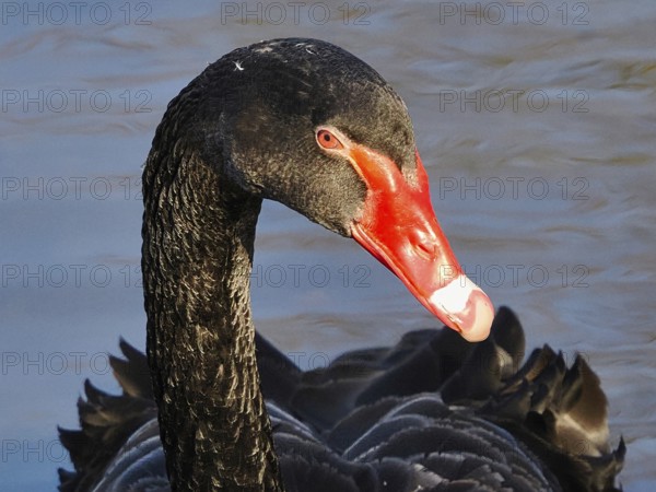 Head of a black swan (Cygnus atratus), macro, North Rhine-Westphalia, Germany, Europe