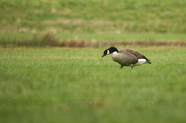 Canada goose foraging