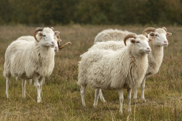 White horned Heidschnucken in the moor