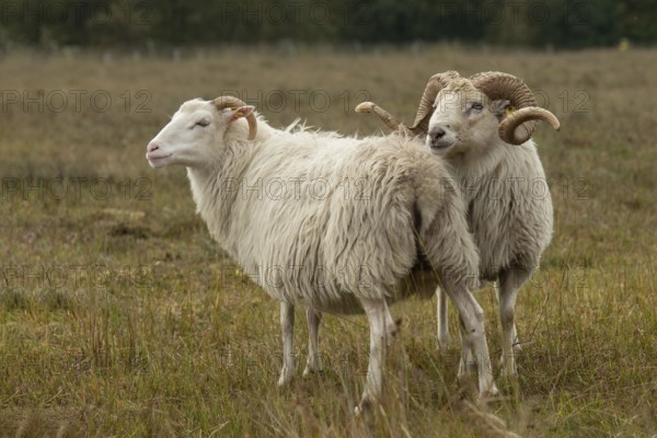 White horned Heidschnucken in the moor