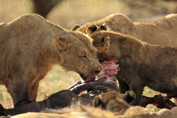 Pride of lions feeding on a buffalo