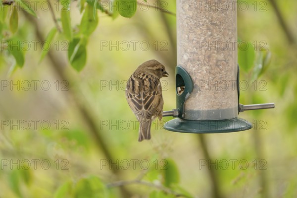 Sparrow eating seeds from a feeder. seasonal bird feeding. Bad Salzschlirf, Hessen, Germany, Europe