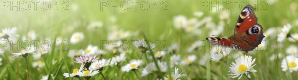 Flowers 691