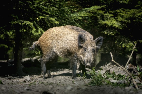 A lone wild boar moves relaxed through the forest