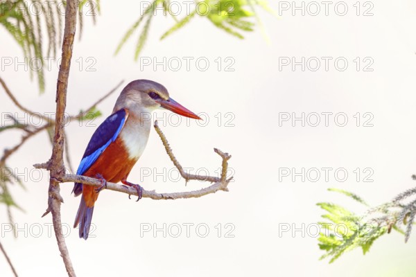 Grey-headed kingfisher, kingfisher, perch, foraging, biotope, habitat, animals, birds, kingfishers, (Halcyon leucocephala), distribution area, African continent Salalah, Ayn Razat, Dhofar, Oman, Asia