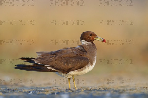 Hemprich's Gull, (Ichthyaetus hemprichii), (Larus hemprichii), Fish Eagle Gull Salalah, Raysut, Dhofar, Oman, Asia