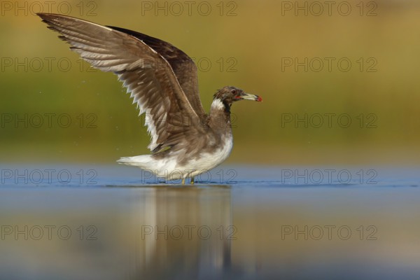 Hemprich's Gull, (Ichthyaetus hemprichii), (Larus hemprichii), Fish Eagle Gull Salalah, Raysut, Dhofar, Oman, Asia