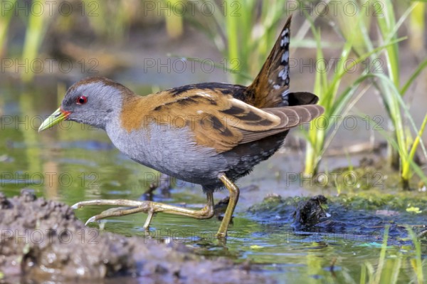 Little Crake, Little Crake, Small Crake, (Porzana parva), biotope, habitat, foraging, family of rails, waterfowl, waterbirds Lesvos, Greece, Europe