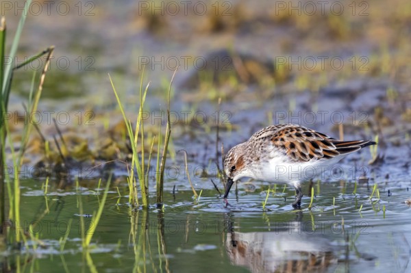 Animals, Birds, Little Sandpiper, (Calidris minuta), Biotope, Habitat, Foraging, Migratory bird, Limicoles Lesvos, Greece, Europe