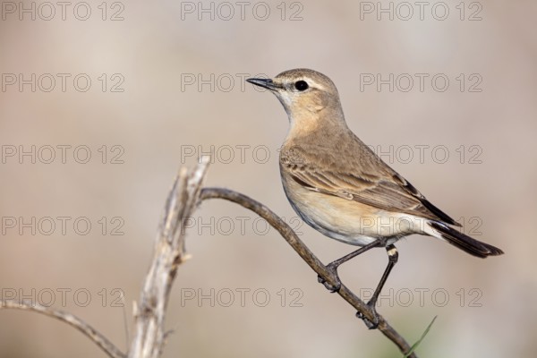 Isabelline Wheatear, (Oenanthe isabellina), biotope, habitat, foraging, animals, birds, songbird, flycatcher family Salalah, Al Mughsyal, Muscat, Oman, Asia