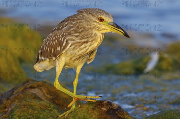 Black-crowned Night Heron, Night Heron, Black-crowned Night-Heron, Nycticorax nycticorax, Bihoreau gris, Héron bihoreau, Martinete Común Muscat, Quarayyat, Muscat, Oman, Asia