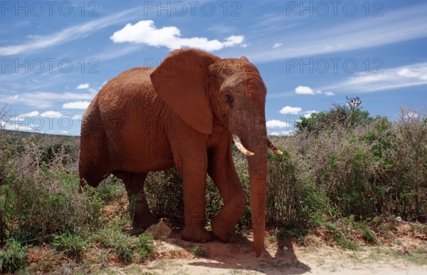 African elephant, Loxodonta africana, South Africa, Addo Elephant National Park, Africa