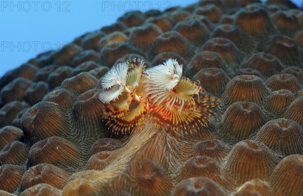 Spiral tube worm, Spirobranchus giganteus, Netherlands Antilles, Bonaire, Caribbean, Caribbean Sea