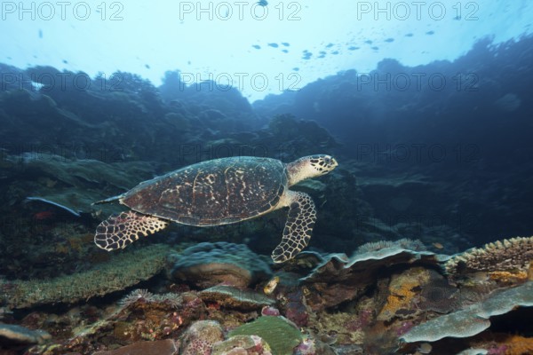 Hawksbill sea turtle, Eretmochelys imbricata, Marovo Lagoon, Solomon Islands, Oceania