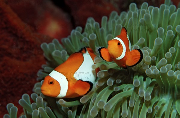 Two orange skunk clownfish, Amphiprion ocellaris, Indonesia, Bali, Indian Ocean, Asia