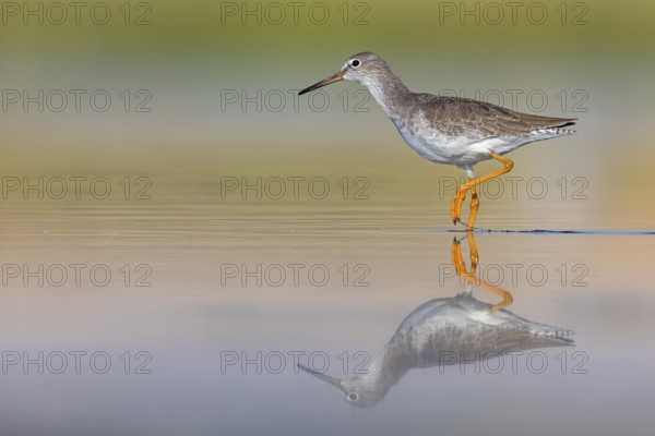 Redshank, (Tringa totanus), Animals, Birds, Snipe family, Raysut, Salalah, Sohar, Oman, Asia