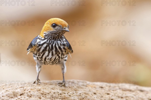 Maiden Swallow, (Cecropis abyssinica), (Hirundo abyssinica), family of swallows, biotope, habitat, Mkuze Game Reserve, Mkuze, KwaZulu-Natal, South Africa, Africa