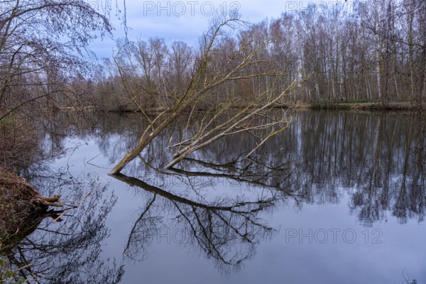 Tilted trees in the Denstorf ponds are reflected in the water surface, Vechelde, Lower Saxony, Germany, Europe