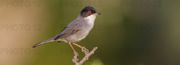 Velvet-headed warbler, (Sylvia melanocephala), warbler family, biotope, habitat, perch, foraging, Lesbos Island, Lesbos, Greece, Europe