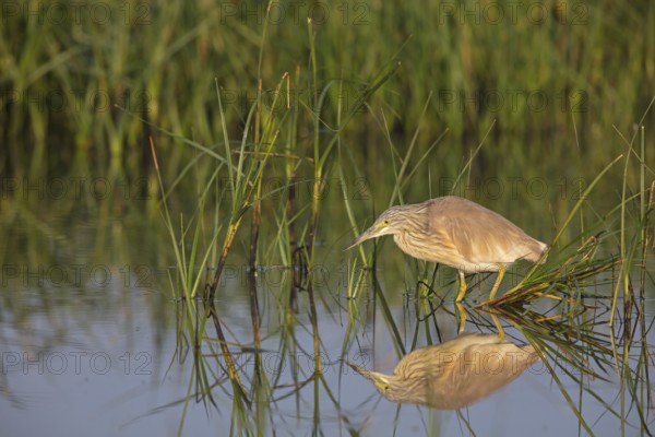 Squacco heron, heron, animals, birds, biotope, foraging, (Ardeola ralloides), Lesbos, Greece, Europe