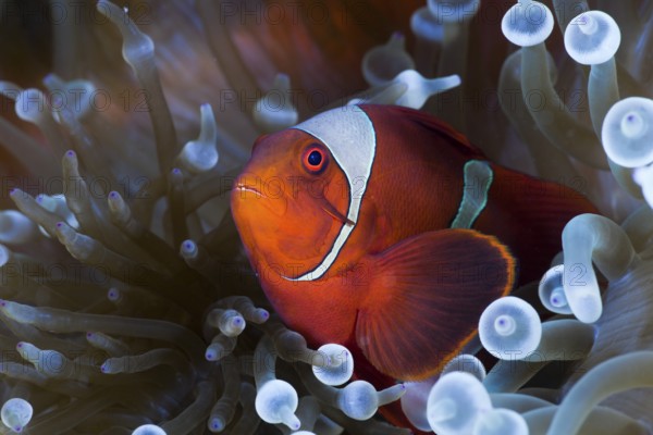 Spiny anemonefish in white bubble anemone, Premnas aculeatus, Entacmaea quadricolor, Cenderawasih Bay, West Papua, Indonesia, Asia