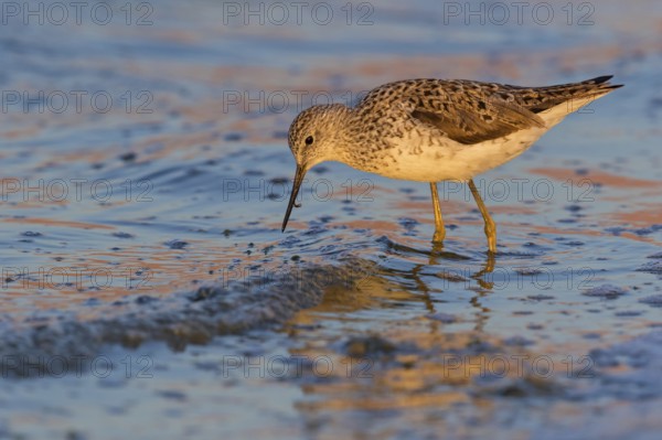 Pond sandpiper, (Tringa stagnatilis), animals, birds, biotope, habitat, foraging, wader, waders, Israel, Asia