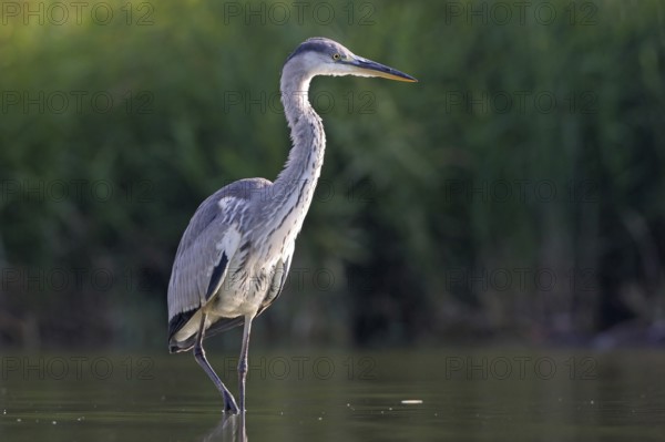 Grey grey heron (Ardea cinerea), Foraging, Boat Trip, Tiszaalpár, Kiskunsági National Park, Bács-Kiskun, Hungary, Europe