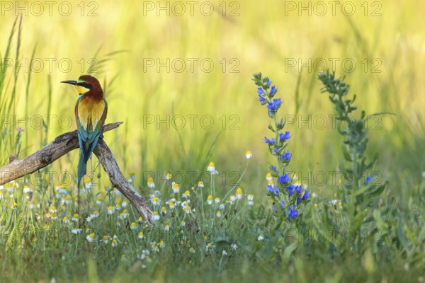 Bee-eater, (Merops apiaster), perch, meadow with wildflowers, Tiszaalpár, Kiskunsági National Park, Bács-Kiskun, Hungary, Europe