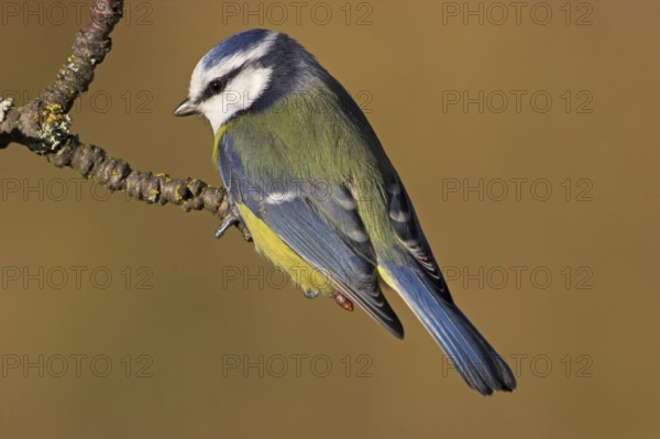 Blue Tit, Cyanistes Caeruleus) on perch, Battenberg, Rhineland-Palatinate, Germany, Europe