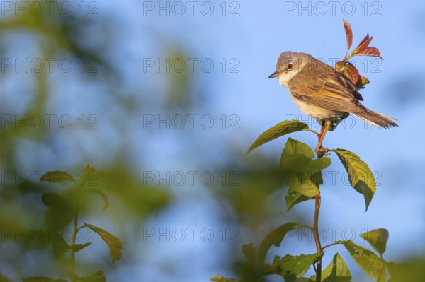 Common whitethroat (Sylvia communis), Fauvette grisette, Curruca Zarcera, Songbird, Shrub Wren, Hockenheim, Baden-Württemberg, Germany, Europe