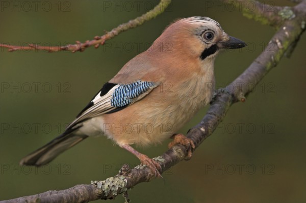 Jay, European Jay, Jay, eurasian jay (Garrulus glandarius), Geai des chênes, Arrendajo Común, Arrendajo, on perch, Ormoz area, Ormoz, Podravska, Slovenia, Europe
