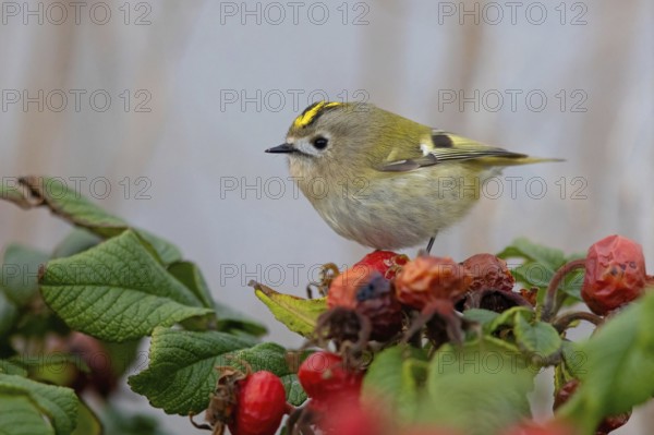 Goldcrest (Regulus regulus), Roitelet huppé, Reyezuelo Sencillo, Heligoland, Schleswig-Holstein, Germany, Europe
