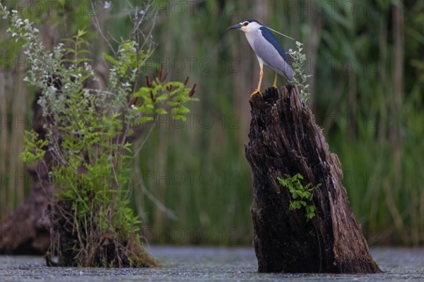 Black-crowned black crowned night heron (Nycticorax nycticorax), Bihoreau gris, HÈron bihoreau, Martinete Com?n, Ayn Razat, Salalah, Dhofar, Oman, Asia