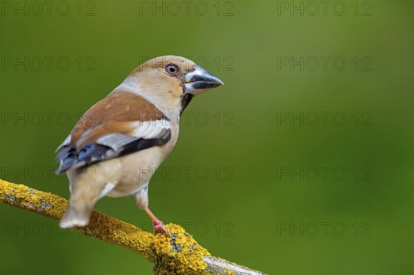 A hawfinch (Coccothraustes coccothraustes), Rhine-Palatinate district, Tiszaalp-r, Kiskuns-gi National Park, B-cs-Kiskun, Hungary, Europe