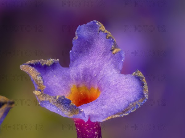 Butterfly bush (Buddleja davidii), Summer lilac, Common summer lilac, Butterfly bush, Lilac spear, Lilac (Syringa), Blossom, Macro photo, Studio photo, Germany, Europe