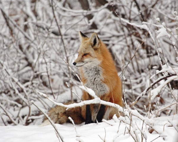 A red fox (Vulpes vulpes), Colorado, United States, North America