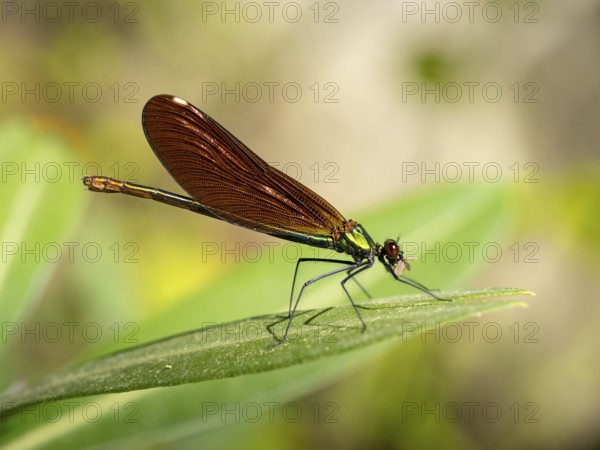 Dragonfly, Dragonfly, Dragonfly, Greece, Lesbos Island, (Crocothemis erythraea), Lesbos, Lesbos Island, Greece, Europe