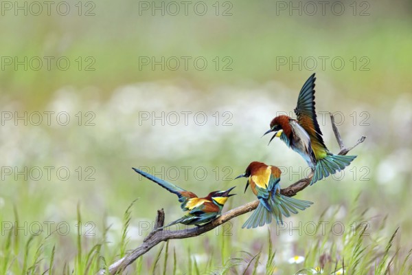 Bee-eater, (Merops apiaster), three animals, perch, Tiszaalpár, Kiskunsági National Park, Bács-Kiskun, Hungary, Europe
