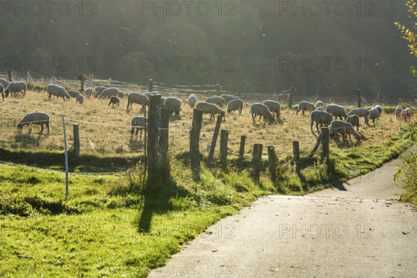 Grassland with sheeps, biking way R1, near Gewissenruh, Wesertal, Weser Uplands, Weserbergland, Hesse, Germany, Europe