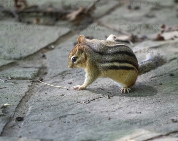 Ground Squirrel Canada Searching for Food Ontario