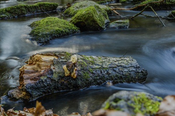 A tree trunk covered with moss lies in the water, surrounded by a flowing stream and autumn leaves, Höllbachtal, Upper Palatinate