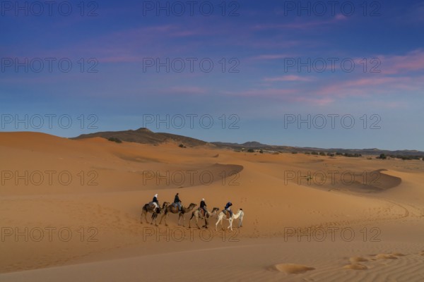 Merzouga, Morocco, 9 March, 2024: Berber guide leading a tourist group on a sunset dromedary trek into the Sahara Desert in Morocco, Africa