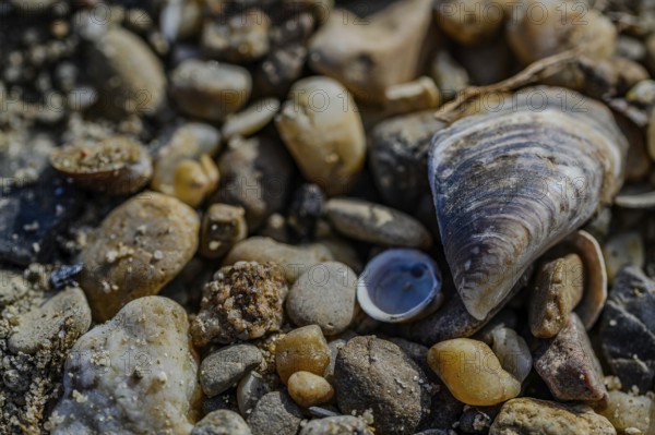 Various stones and a shell on sandy ground, Danube, Bogen, Lower Bavaria