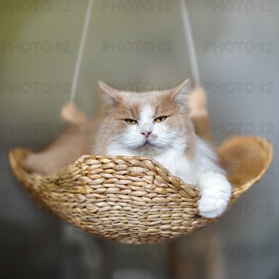 Flauschige rot-weiße Katze, die einer Maine Coon ähnelt, aber eigentlich eine Mischung aus Perser- und Ragdoll-Rasse ist. Die Katze liegt in einem geflochtenen Korb und sieht entspannt und ruhig aus