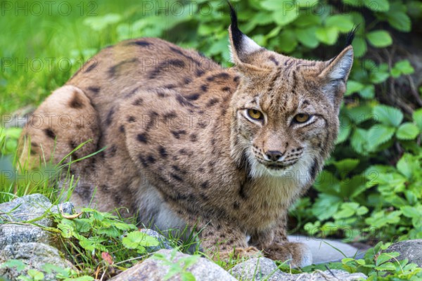 An attentive lynx observes its surroundings in the green undergrowth, Straubing Zoo, . Lower Bavaria