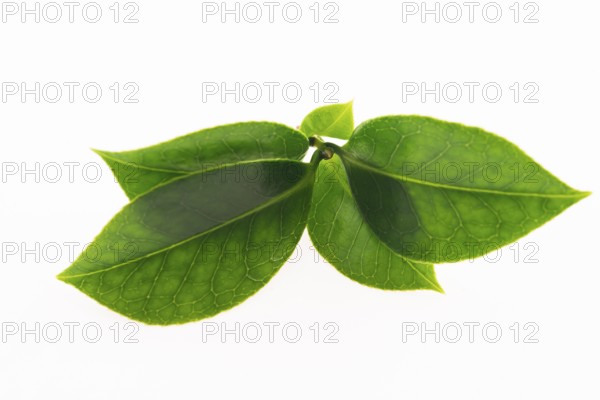 Green tea leaf isolated on white background